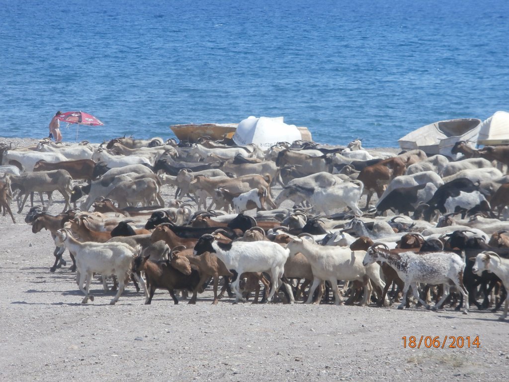 HOMMAGE A N.D. DE SANTA CRUZ A DALIAS 14 ET 15 JUIN 2014 (101).JPG